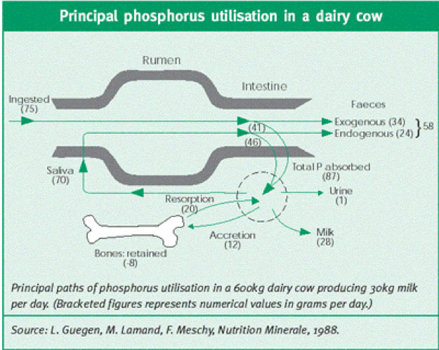 Principal phosphorus utilisation in a dairy cow diagram
